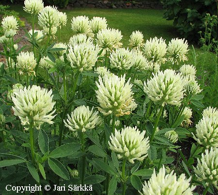 Kalvasapila - blekklver - Trifolium ochroleucon